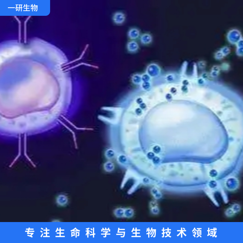 RM-1-GFP荧光标记细胞株,RM-1-GFP