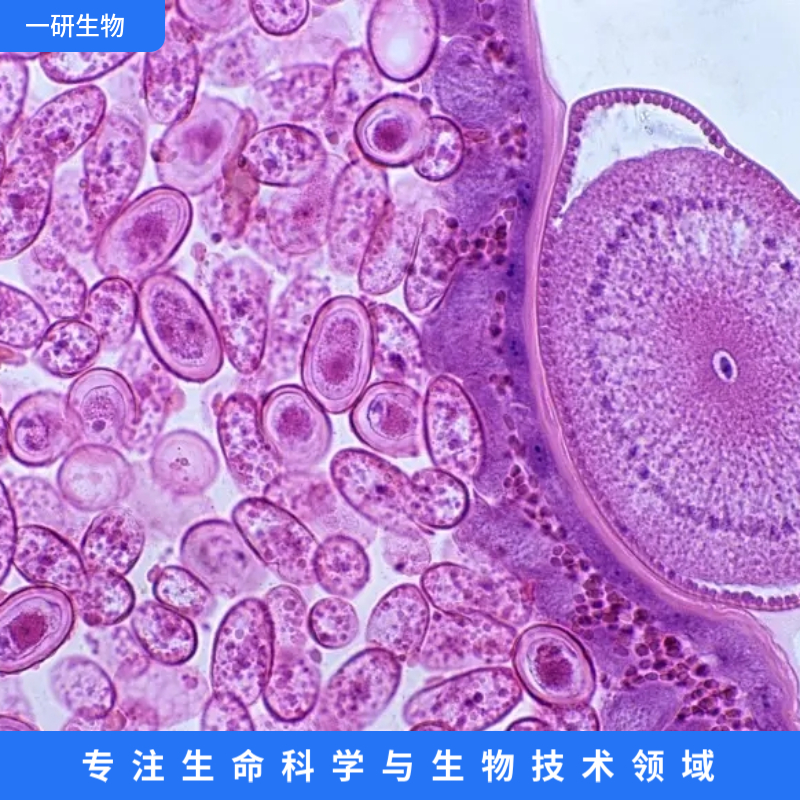 過表達(dá)CADM1的骨肉瘤細(xì)胞株,U-2os-CADM1