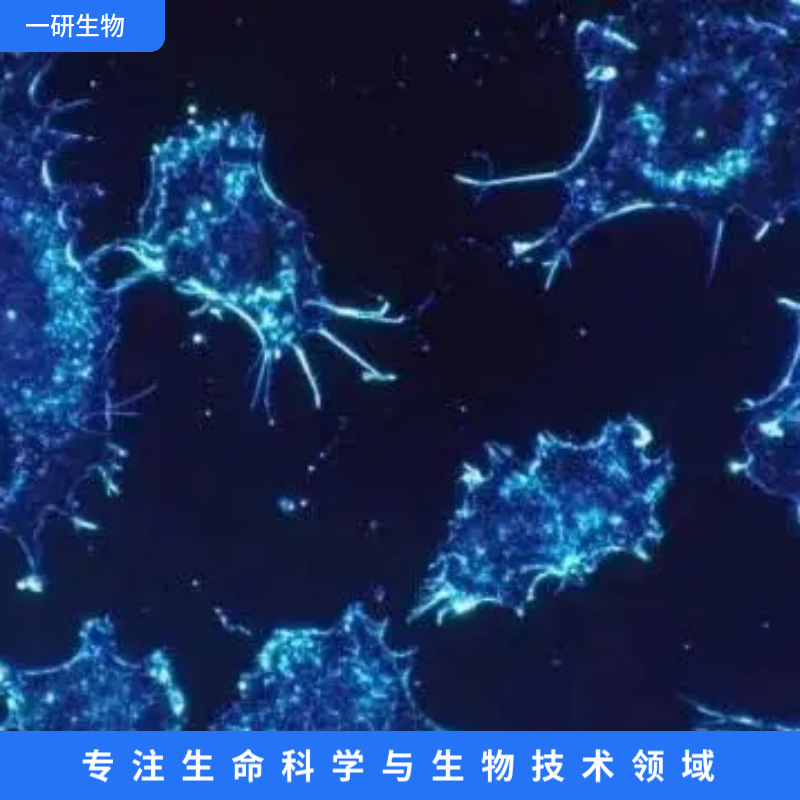人鼻咽癌细胞,CNE-2Z
