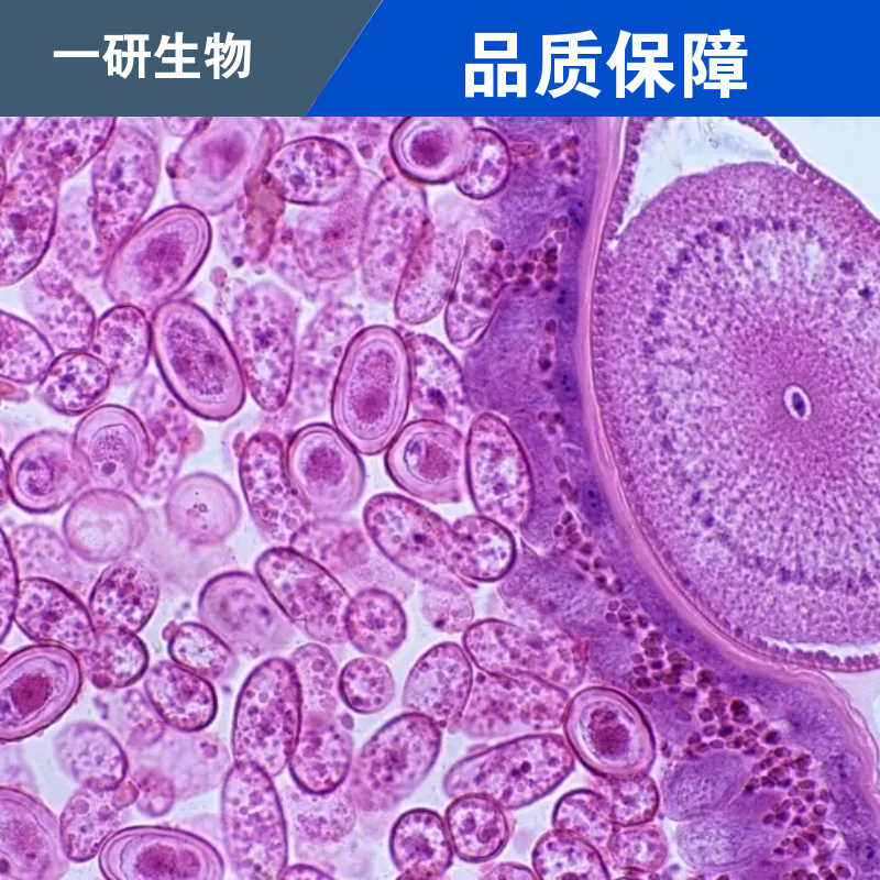 人视网膜上皮细胞,APRE-19