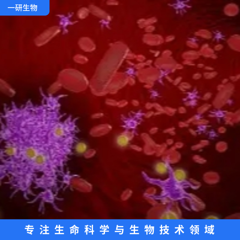 人胚肾细胞（SV40T基因修饰）,293T/17