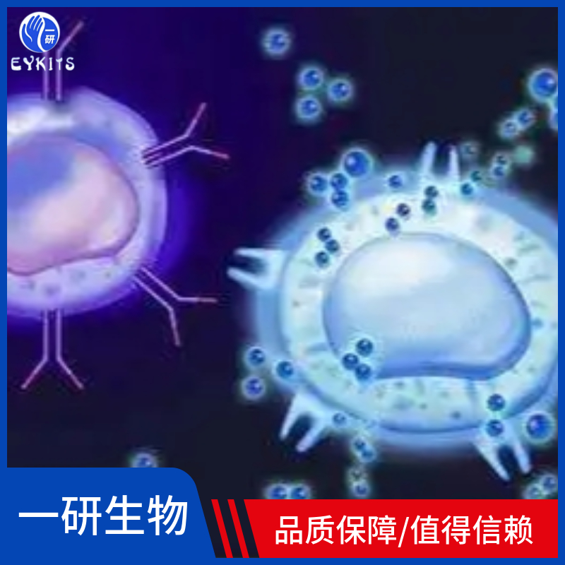人正常前列腺基质永生化细胞,WPMY-1