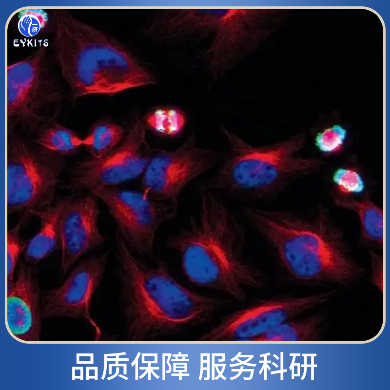 人卵巢癌多药耐药细胞,SiHa/VP16