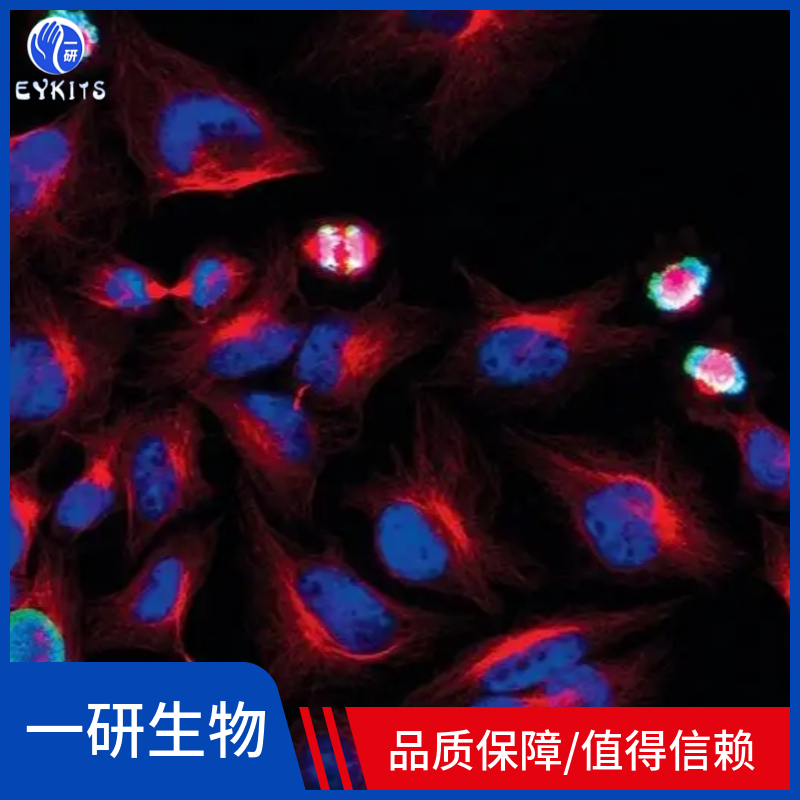 人肺腺鱗癌細(xì)胞,NCI-H596