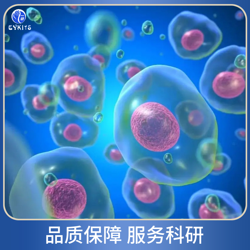 腺病毒转化的人胚肾细胞,AAV-293