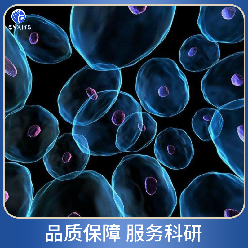 MADB106-GFP荧光标记细胞株,MADB106-GFP