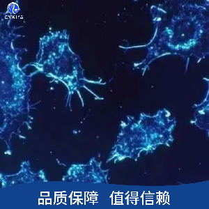 人胚肺转化细胞
