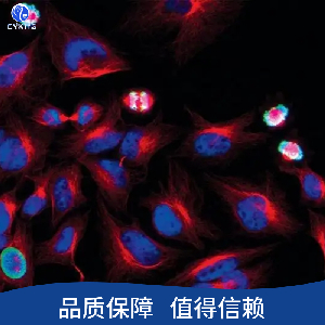 Hela-GFP荧光标记细胞株