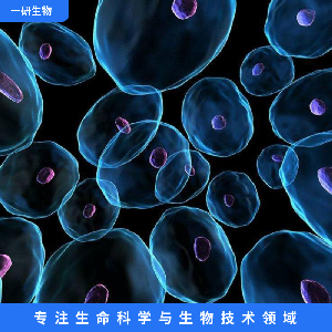 人组织细胞淋巴瘤细胞,U937[U-937]