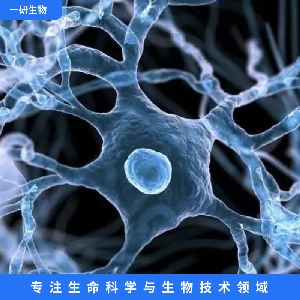 人神经母细胞瘤细胞