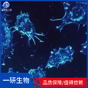 人结直肠腺癌上皮细胞,DLD-1
