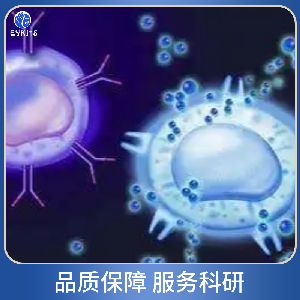 急性T淋巴细胞白血病细胞
