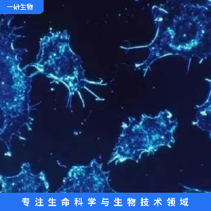 人肺癌细胞(大细胞肺癌),NCI-H460