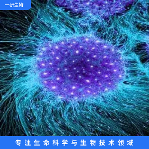 急性髓系细胞白血病细胞