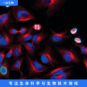 人星形膠質(zhì)瘤細(xì)胞株,U87R-DOX