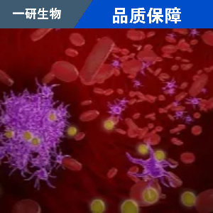 人胆管细胞型肝癌细胞