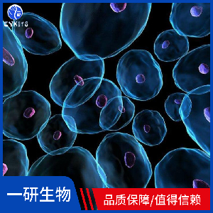 人卵巢上皮细胞癌细胞