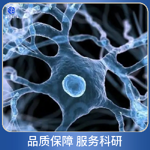 人神经胶质细胞瘤细胞