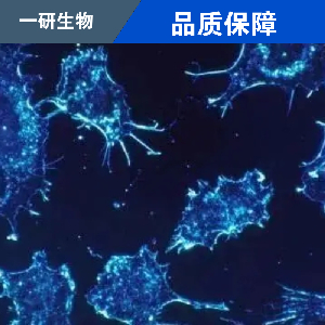 干细胞骨髓间充质永生化