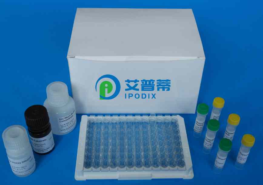 人白介素32（IL-32）Elisa试剂盒,Human IL-32(Interleukin 32) ELISA Kit