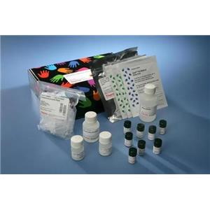人血管紧张素1-7(Ang1-7)Elisa试剂盒