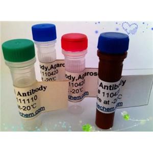 TBK1/NAK Antibody生产供应商艾普蒂