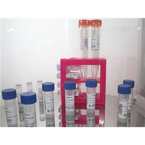 Ku70  Antibody生产供应商艾普蒂生物