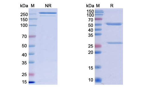 奈莫利珠单抗,Research Grade Nemolizumab