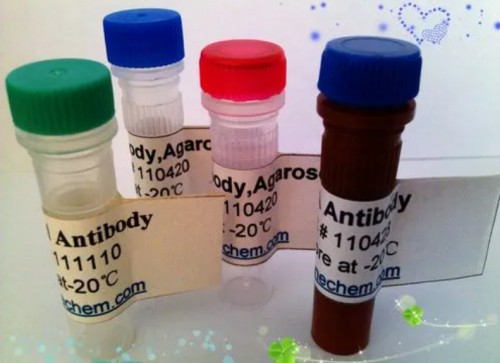 Osteopontin Antibody,Osteopontin Antibody