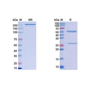 奈莫利珠单抗，anti-IL-31RA antbody 抗体