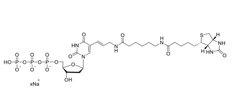 生物素-11-dUTP溶液,Biotin-11-dUTP