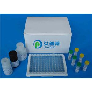 人ansA蛋白,Recombinant human ansA protein