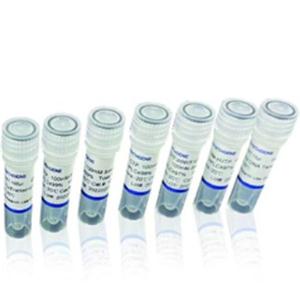 小鼠 CD40L 蛋白,Recombinant Mouse  CD40L protein