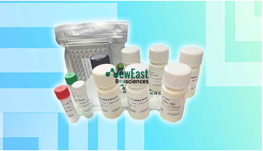 非乙?；疌AMP&CGMP檢測試劑盒,Monoclonal Anti-cAMP Antibody Based Direct cAMP ELISA Kit