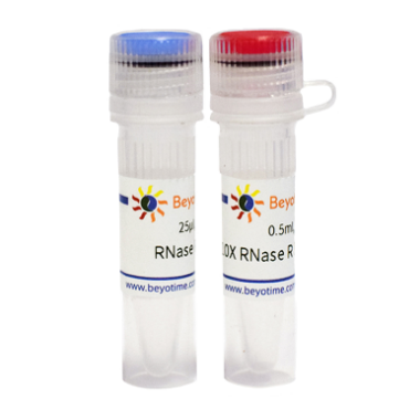 RNase R,RNase R