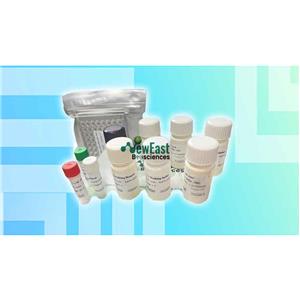 非乙?；疌AMP&CGMP檢測試劑盒,Monoclonal Anti-cAMP Antibody Based Direct cAMP ELISA Kit