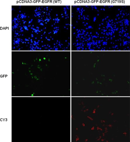 EGFR(G719S) 小鼠單抗,Anti-EGFR(G719S) Mouse Monoclonal Antibody