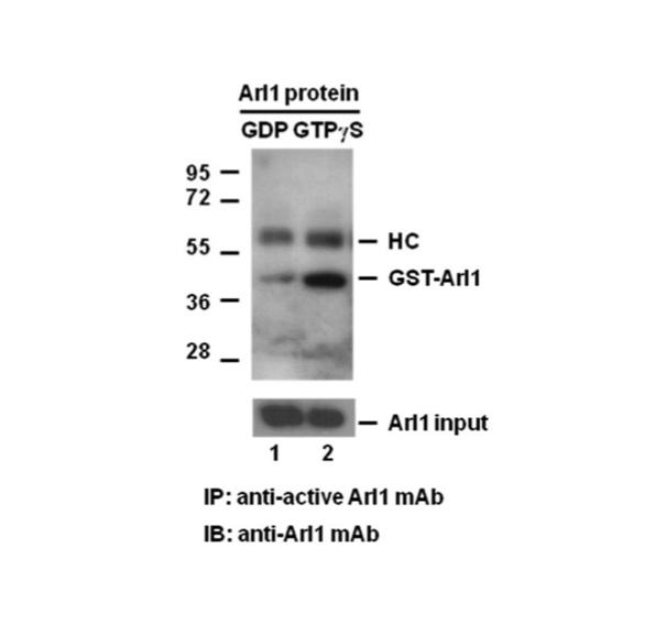 Arl1 活性检测试剂盒,Arl1 Pull-Down Activation Assay Kit