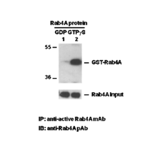 Cdc42 活性检测试剂盒,Cdc42 Pull-Down Activation Assay Kit