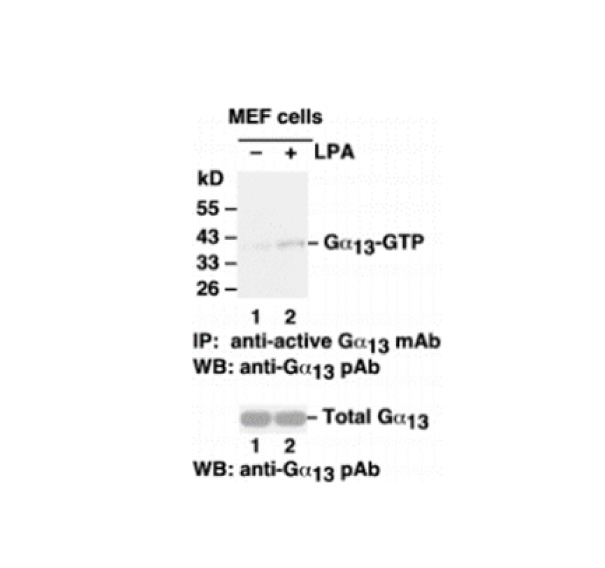 Gα13活性檢測試劑盒,Gα13 Pull-Down Activation Assay Kit