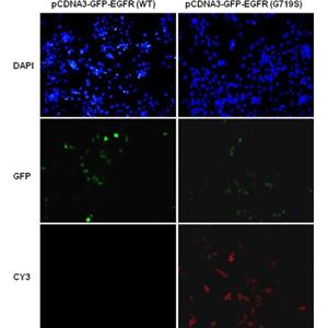 EGFR(G719S) 小鼠單抗,Anti-EGFR(G719S) Mouse Monoclonal Antibody