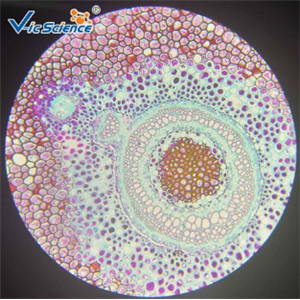 蕨地下茎横切 生物植物类切片 蕨类玻片 显微镜载玻片