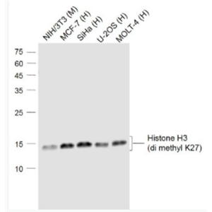 甲基化组蛋白H3(di methyl K27)单克隆抗体