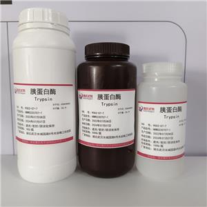 胰蛋白酶,trypsin