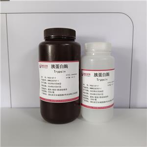 胰蛋白酶,trypsin