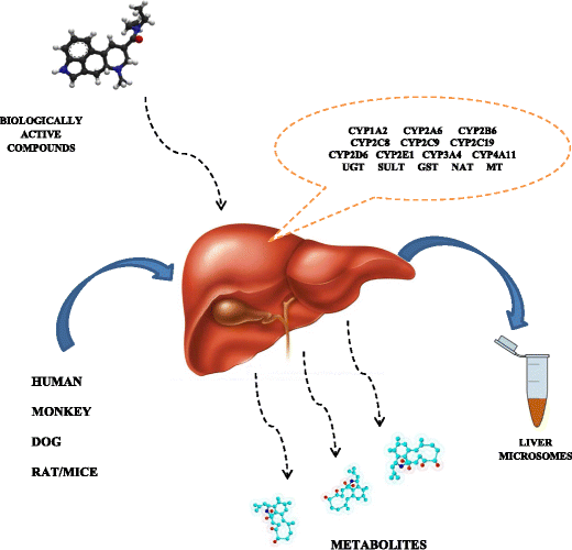 熱門肝微粒體,Liver Microsomes