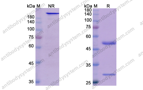 恩巴瑞西单抗,Research Grade Enibarcimab(DHE09501)