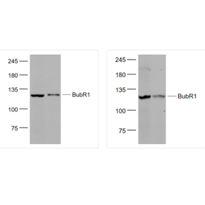 Anti-BubR1-有丝分裂检验点蛋白BubR1抗体