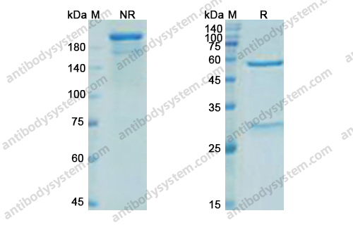 米妥昔單抗,Mirvetuximab (DHD10402)