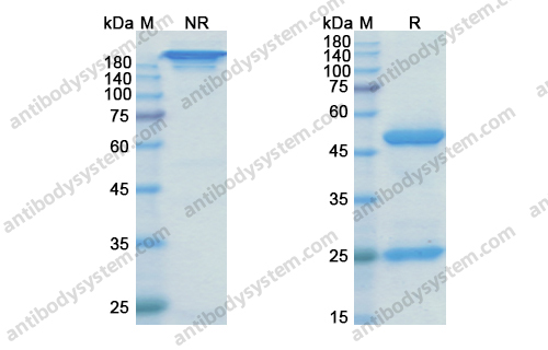 利妥木单抗,Research Grade Rilotumumab(DHD03702)